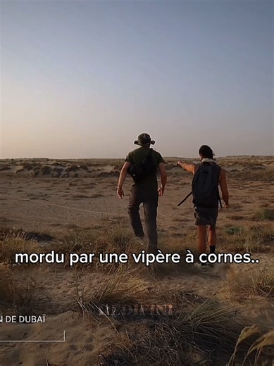 Morsure de vipère : Une leçon du désert