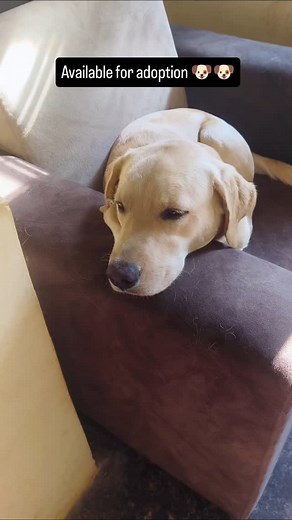 23K views · 1K reactions | Available for adoption  . . . . #adoptdontshop #lab #instgram | Vidya Rowdy Minchu Piscu | Facebook