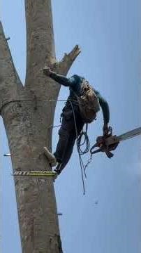 professional skill of men cutting down trees by climbing