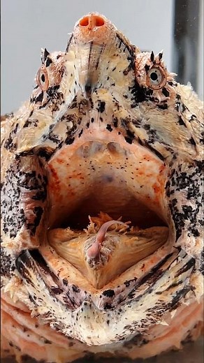 What Is THAT in Its Mouth?! The Turtle With a Fake Worm Tongue! 👀