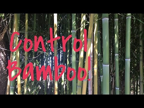 The Best Way to Contain Spreading Bamboo | The Barefooted Gardener