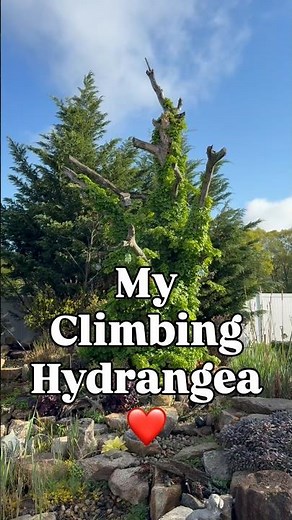 Here’s your sign to consider growing a climbing hydrangea. ❤️