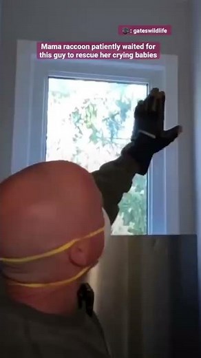 Mama Raccoon Patiently Waits For Guy To Rescue Her Crying Babies | The Dodo