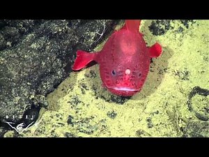 Fishing in the deep: observations of a deep-sea anglerfish