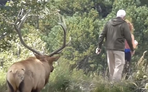 Elderly Hiker Nearly Gored By Aggressive Elk At Colorado Tourist Destination