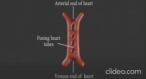 3D development of the heart #Embryology | Cardiophilia