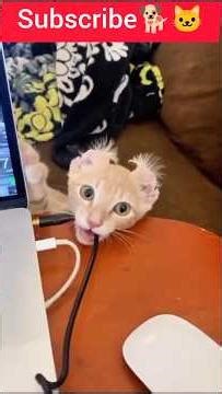 Naughty Cats Doing Hilarious Things 😂 | Funny Cat Video #catshorts #cats #shorts #funny#dogs 🐕🐱🤣