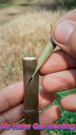 Grafting Fig Tree, Fastest Way to Grow Strong, High-Yield Figs