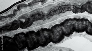 a transparent larva under the microscope, with internal organs, as is an alien organism