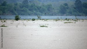 Flock of birds sunbathing on the beach, A flock of birds on the sand of the river and many of them take to the wings against the sky, Flock of birds sunbathing on the beach