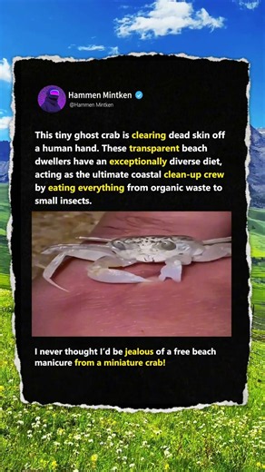 Why Is This Tiny Crab Eating Human Skin? 🤯 #Nature #Wildlife #Ocean