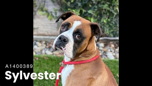 🎉UPDATE 1/9/26: We are thrilled to share that Sylvester has left the shelter with our friends at West Coast Boxer Rescue SoCal/NorCal. Please honor your pledges and donate: https://westcoastboxerrescue.org/donate Thank you!! Freedom photo in the comments. ----------------------- 🚨 SLYVESTER MUST BE RESCUED by 5PM on 01/09/26, or he will be Euthanized! Sylvester is a sensitive dog who is struggling in the shelter. He gets overwhelmed in noisy, confined spaces and needs time to feel safe. Before