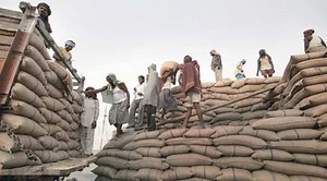 As wheat procurement from farmers rises 3 pct, FCI grain stocks more than buffer norms now