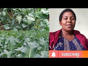How to plant LONG LASTING Kales (sukuma wiki)