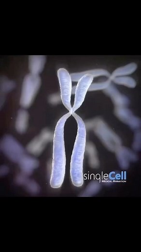 Shubham Thorat | Biotechnology on Instagram: "Cell division - . . Credits : @singlecellanimation All rights are reserved for the respective owners of the video ———————— #lifescience #biology #science #biotechnology #microbiology #biochemistry #molecularbiology #neet #lifesciences #cellbiology #research #medical #biotech #genetics #zoology #medicine #scientist #sop #csirnet #biologystudent #chemistry #dna #microbiologist #biologyteacher #biotechnologist #life #immunology #csir #afclifescience #bo