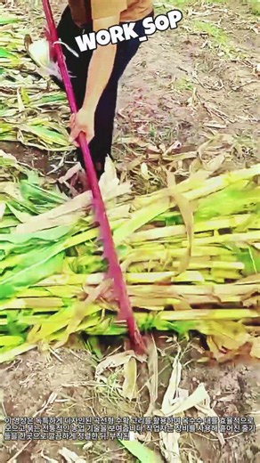 곡선형 수확 고리를 이용한 효율적인 옥수수 대 결속 작업 #worker #process #harvest #farming #agriculture