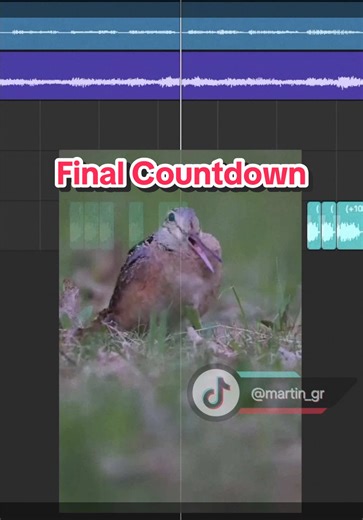 The Final Meep Meep Mashup Experience