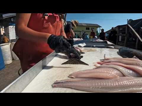 Can Anyone Clean 50 Fish in One Hour? They Are Fish Cleaning Machines!