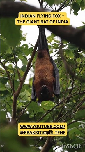 Indian Flying Fox: The Giant Bat of India #bats #flyingfox #wildlife #nature #birdspecies