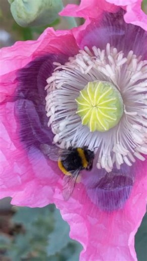 44K views · 866 reactions | Is this bumblebee knitting? 臨 This underside shot shows how female bumblebees collect pollen by brushing the fine grains out of their hair and into the pollen baskets on their hind legs. Still, how cute would it be to see bumblebee queens wrapped in tiny wooly jumpers as they settle down to hibernate over winter?  Sound up for that bee-utiful buzz!  Tom Luck | Bumblebee Conservation Trust | Facebook
