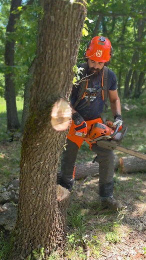 354K views · 4.2K reactions | #chainsaw #husqvarna #logging #forestry #forest #lumberjack #countryside #mountain #wood #tree | Αναστασης Φουρκιωτης | Facebook
