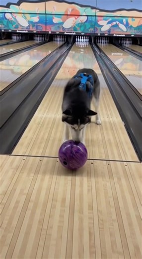 When you realize the husky’s the real MVP 🐶🏆 The dog version of a perfect strike 🎳🐶 | Healthy Mind Happy