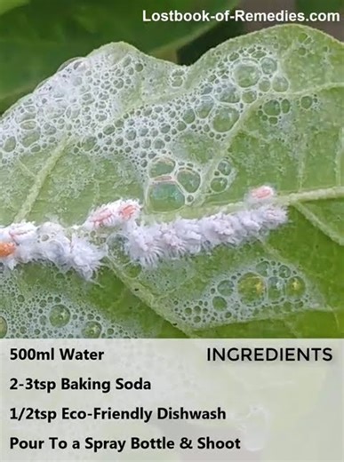 One Spray Saves Your Entire Plant Collection #gardening #plantlife #hacks