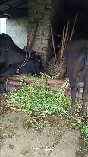 Ox and Buffalo Calf Sharing Millet Grass in Nepal