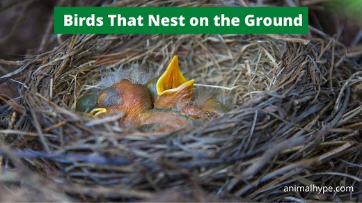 12 Birds That Nest on the Ground (with Pictures) - Animal Hype