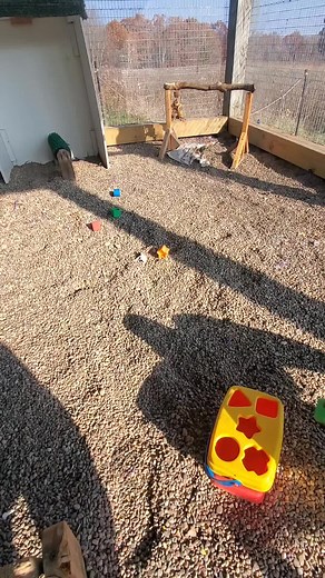 Raven Training: Korppi's Star-Shaped Stubbornness