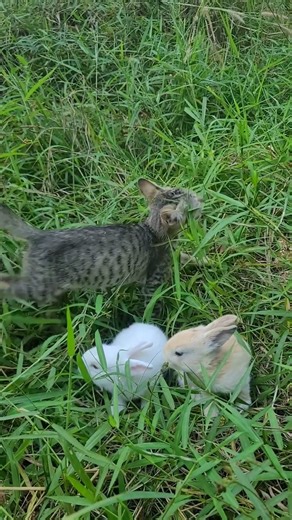 When Evening Brings Calm 🐰🌿 Gentle Grass Moments with Two Rabbits #pawandhoofmoments #cuterabbit