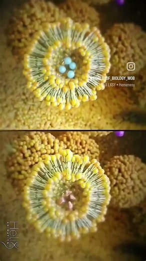 Chemical Neuron Transmission of message 🧠🧬 In synapse