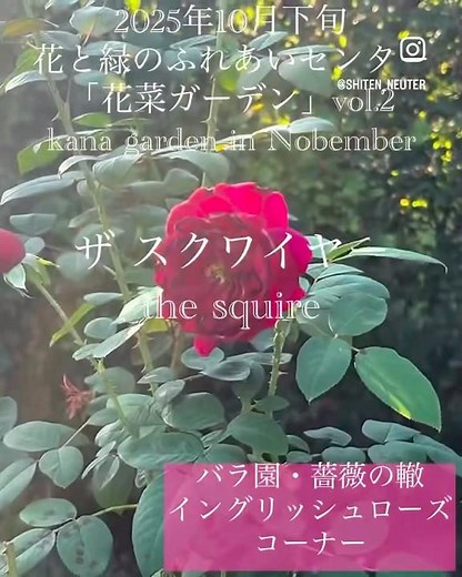 【2025年10月下旬 花菜ガーデン vol.2】ダイジェスト