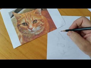 tutorial desenho realista gato passo a passo: esboço