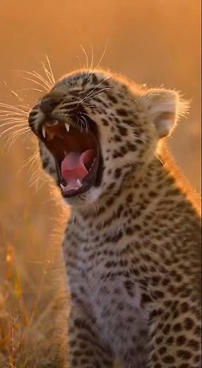 A cute leopard cub lying down after playing with its mother