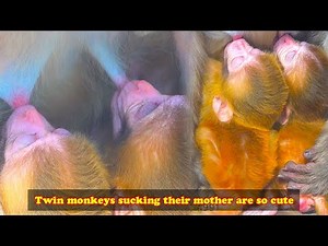 The mother monkey treats her two baby monkeys equally, taking care of them meticulously
