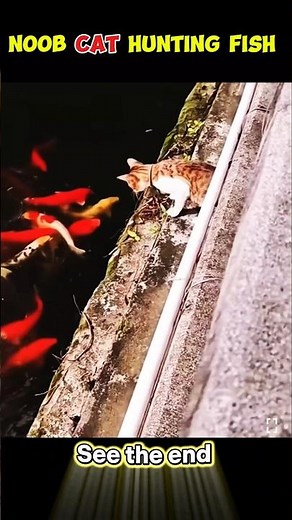 Noob Cat vs Pro Cat – Epic Skills Upgrade!