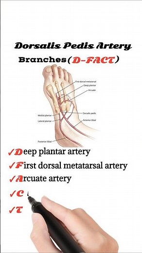 Branches of Dorsalis Pedis Artery