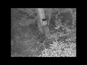 Two or Three Japanese Martens Frolicking around #3 Caught on Trailcam