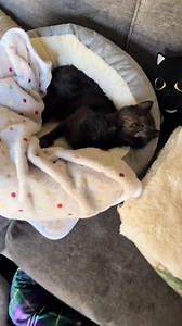 15K views · 3K reactions | I hope you don’t mind me posting old videos of Williams. I’ve been feeling so down lately and need to hear his beautiful voice again. These memories really help me feel close to him again. This gets easier…right? | Willy Wonky & Charlie Bear | Facebook