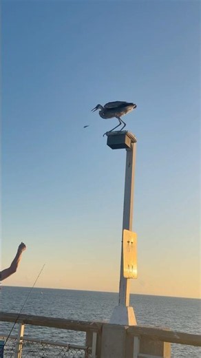 Blue Herron catching fish