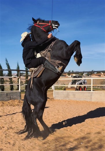 Phoenix working his elevada from up top for more experienced riders having photo shoots 📸 #foryourpage #ranchtok #horse #caballos #horsesoftiktok