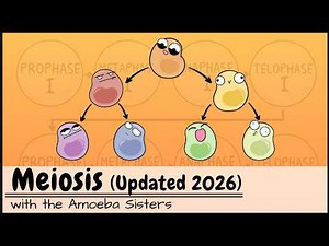 Meiosis (UPDATED 2026)