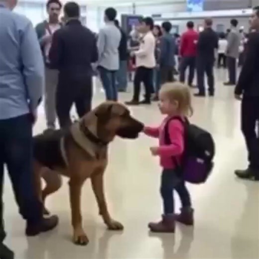 🚨Security Dog Started Barking at a Child’s Backpack—What Was Inside Made the Whole Airport Go Silent Watch: see more | Skydive Extreme