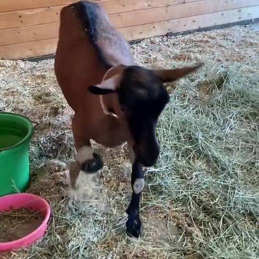 896 reactions · 99 shares | Poppy is a 4-year-old goat who had a...