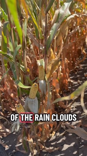 Wishing a safe harvest for everyone. | IL Corn