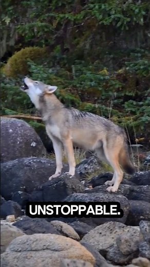 Wolf Pack Secrets You Didn’t Know #shorts#animals#wolf