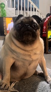 pug life: always making everything funnier #pug #pugs #pugfunny #pugfunnymemes #animal #animalfunny | Pugs Comedian