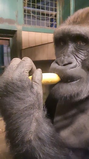 This gorilla loves bananas! #gorilla #eating #banana #asmr | gorillareel