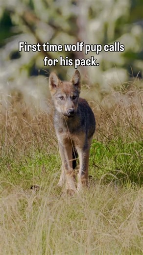 Taylor Thomas Albright on Instagram: "Hearing this little guy belt out a howl for the first time is something I will never forget. • • • • • #wildlife #taylorthomasalbright #canada #fyp #yourshotphotographer"